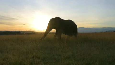 Elephant walking at sunset, slow motion shot from the savannah of Kenya Stock-Footage 297534506