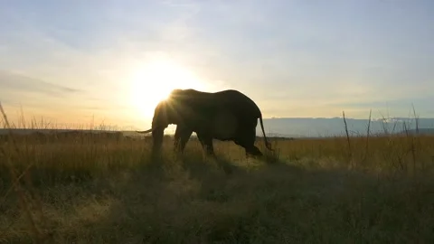 Elephant walking at sunset, slow motion shot from the savannah of Kenya Stock-Footage 297534512