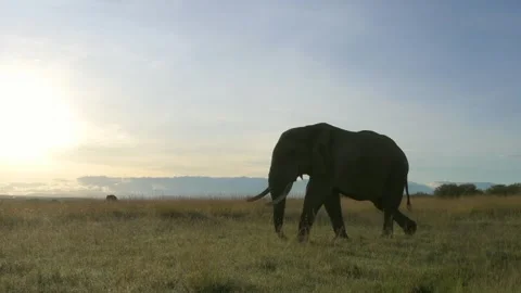 Elephant walking at sunset, slow motion shot from the savannah of Kenya Stock-Footage 297534524