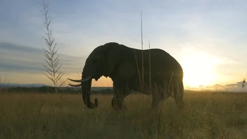 Elephant walking at sunset, slow motion shot from the savannah of Kenya Stock-Footage 297534541