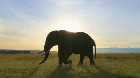 Elephant walking at sunset, slow motion shot from the savannah of Kenya Stock-Footage 297534557