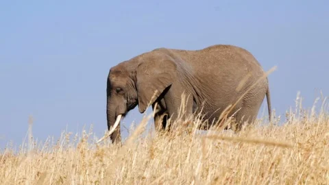 Elephant Walking Through The Deep Grass Of The Serengeti Video stock 158720551