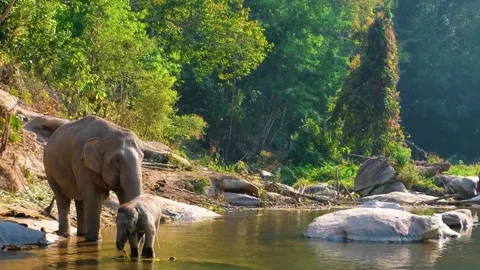 Elephant Walking Through Dry Forest Path Stock Footage 322545631