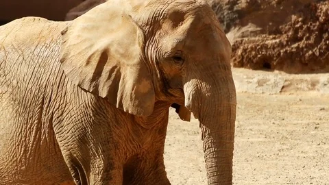 Elephant walking by through dusty scene searching for food Video stock 72331201