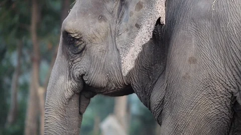 Elephant walking through a forest in Nepal Video stock 92713070