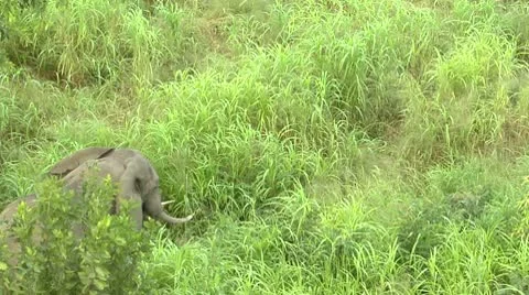 Elephant walking through grass in Niassa Reserve, Mozambique. Stock Footage 10785549