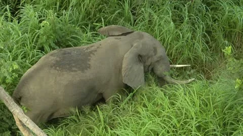 Elephant walking through grass in Niassa Reserve, Mozambique. Stock Footage 10799074