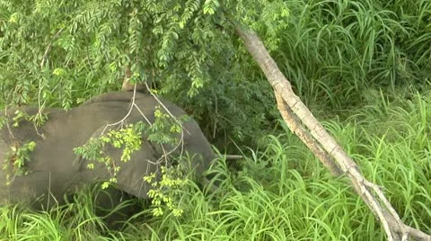 Elephant walking through grass in Niassa Reserve, Mozambique. Stock Footage 10800215