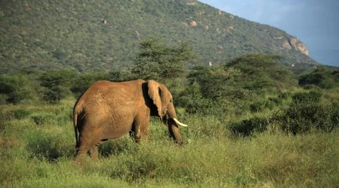 Elephant walking through the grass Foto stock