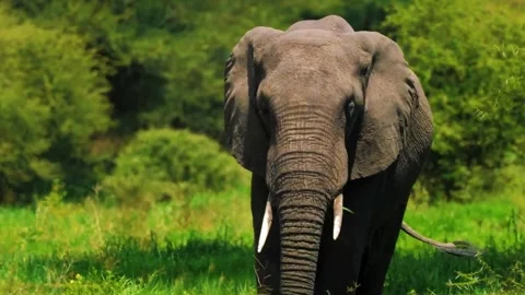 Elephant Walking Through Green Forest Stock Footage 323137486