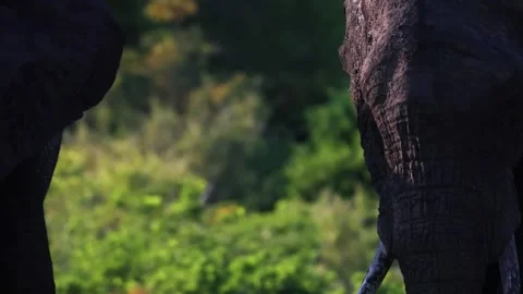 Elephant Walking Through Green Forest in Wildlife Habitat Stock Footage 328957597