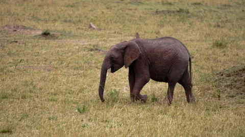 An elephant walking through a Kenyan field. Stock Footage 153592192