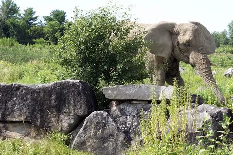 Elephant Walking Through Foto stock