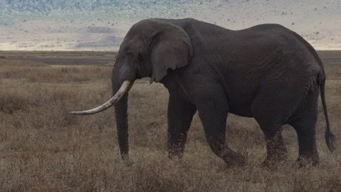 Elephant walking through the savannah Video stock 104995453