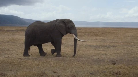 Elephant walking through the savannah Stock Footage 104995499