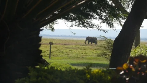 Elephant walking through trees Stock Footage 108346250