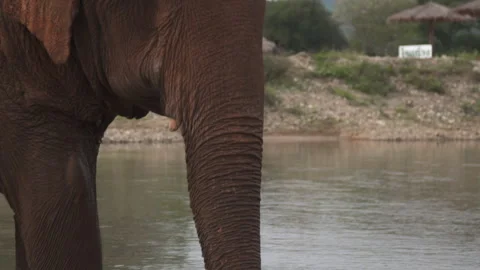 Elephant walking through water Stock Footage 260590895