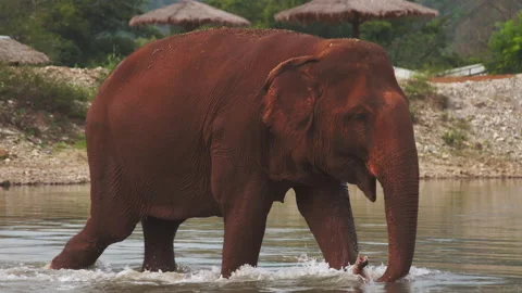 Elephant walking through water Stock Footage 279295954