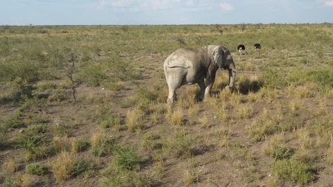 Elephant walking through wildlife, Namibia, Africa Video stock 118077120