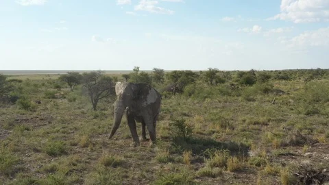Elephant walking through wildlife, Namibia, Africa Video stock 118077207