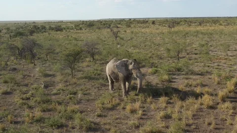 Elephant walking through wildlife, Namibia, Africa Video stock 118077262