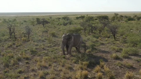 Elephant walking through wildlife, Namibia, Africa Video stock 118077270