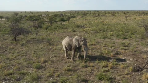 Elephant walking through wildlife, Namibia, Africa Video stock 118077310