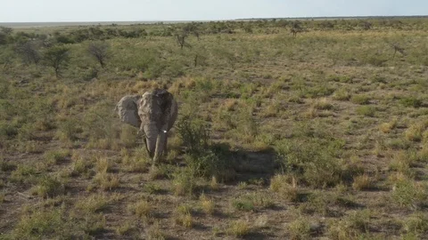 Elephant walking through wildlife, Namibia, Africa Video stock 118077380