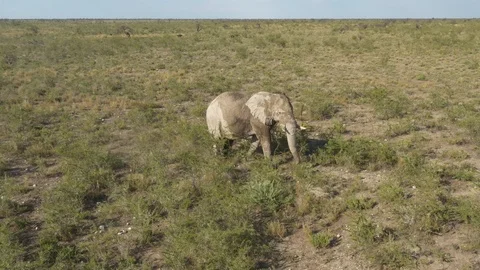 Elephant walking through wildlife, Namibia, Africa Video stock 118077511