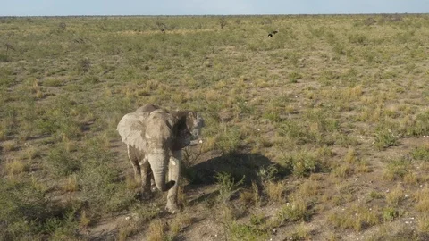 Elephant walking through wildlife, Namibia, Africa Stock Footage 118077574