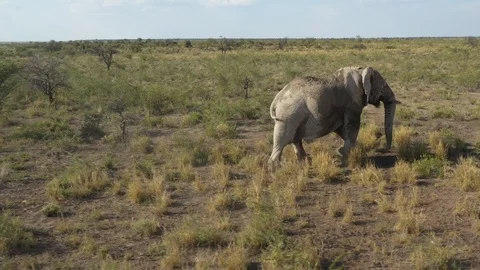Elephant walking through wildlife, Namibia, Africa Video stock 118077584