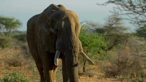 Elephant Walking Toward Camera, Medium Shot 库存影片 347658334