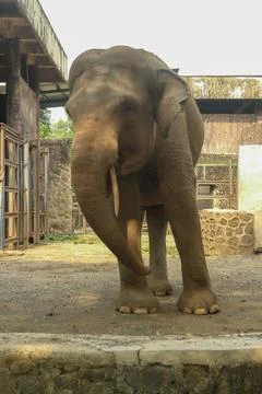 Elephant walking toward the camera Stock Photos