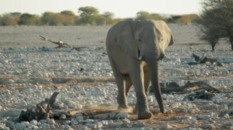 Elephant Walking Towards Camera Stock Footage 36103983