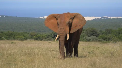 Elephant walking towards camera in a grassy plain Stock-Footage 96699982