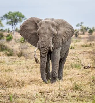 Elephant walking towards the camera in the Kruger National Park Foto stock