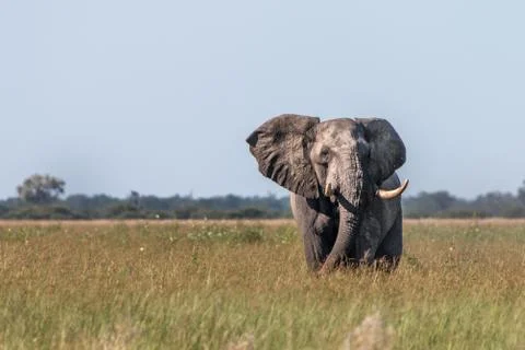 An Elephant walking towards the camera. Stock Photos