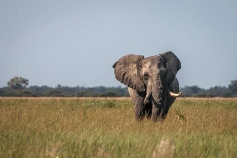 An Elephant walking towards the camera. Stock Photos