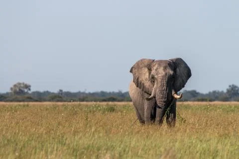 An Elephant walking towards the camera. Foto stock