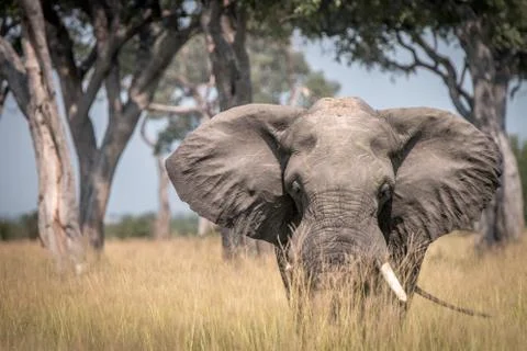 An Elephant walking towards the camera. Foto stock