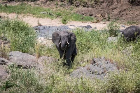 Elephant walking towards the camera. Foto stock