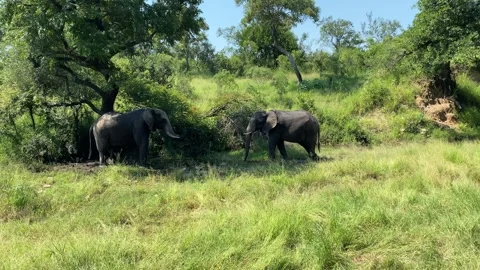 Elephant walking towards other in the shade in African bush Stock Footage 280078043