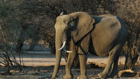 Elephant Walking in Warm Evening Light Stock Footage 321838920