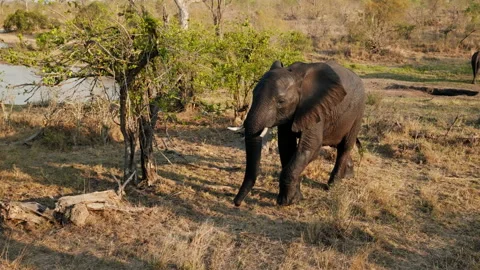 Elephant Walking While Eating Grass Stock Footage 236509673