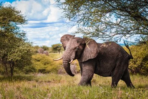 Elephant walking in the wild Foto stock