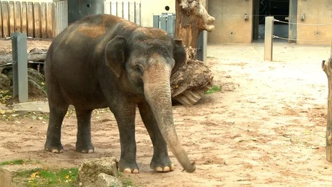 Elephant walking in Zoo Stock Footage 72896682