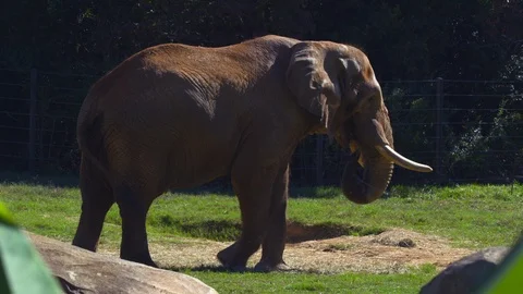 Elephant walking in the zoo Stock Footage 103790781