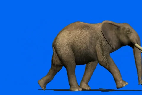 Elephant walks across scene Video stock 25164700