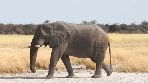 Elephant walks by completely relaxed Stock Footage 231563524