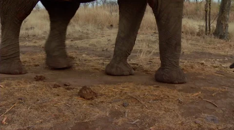 Elephant Walks By 스톡 동영상 47491690